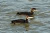 Great Northern Diver at Southend Pier (Steve Arlow) (191839 bytes)